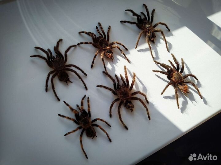 Шкурка паука-птицееда