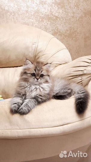 Персидские котята