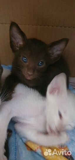 Ориентальные котята