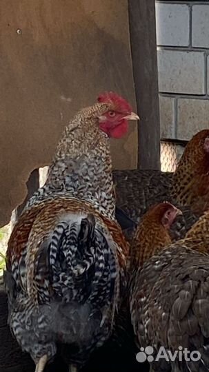 Молодые петухи