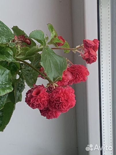 Бегонии вечноцветущие