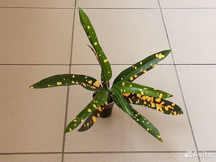 Сортовые кротоны