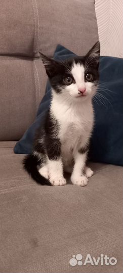 Отдам бесплатно