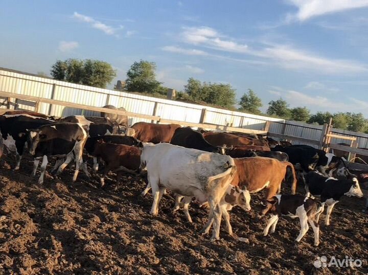 Продажа крс