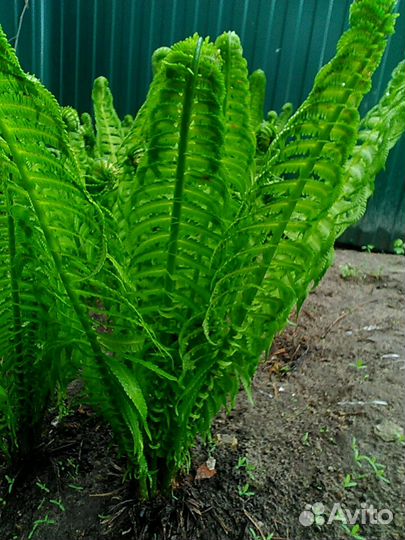 Папоротник