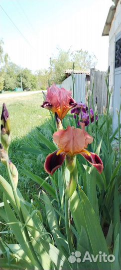 Ирисы и другие растения