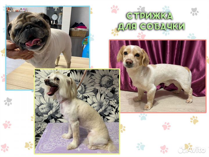 Стрижка собак и кошек