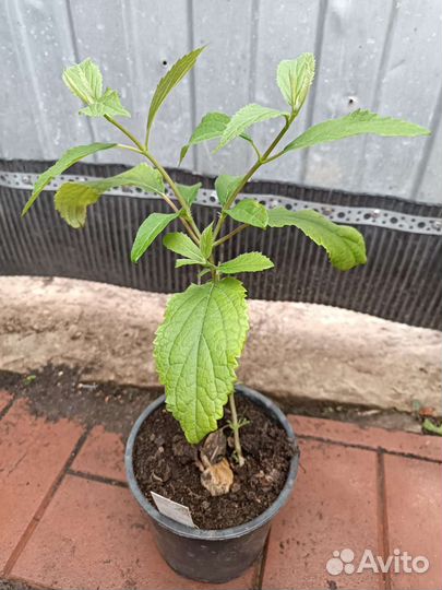 Гортензия Дабл Анабель