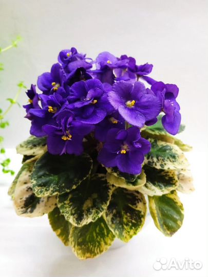 Детки сортовых фиалок