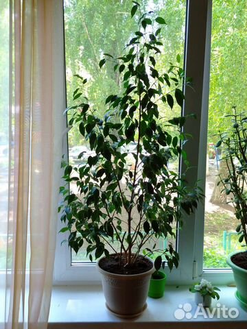 Фикус бенджамина