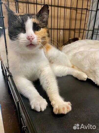 Люся стала ненужной после пяти лет жизни в семье