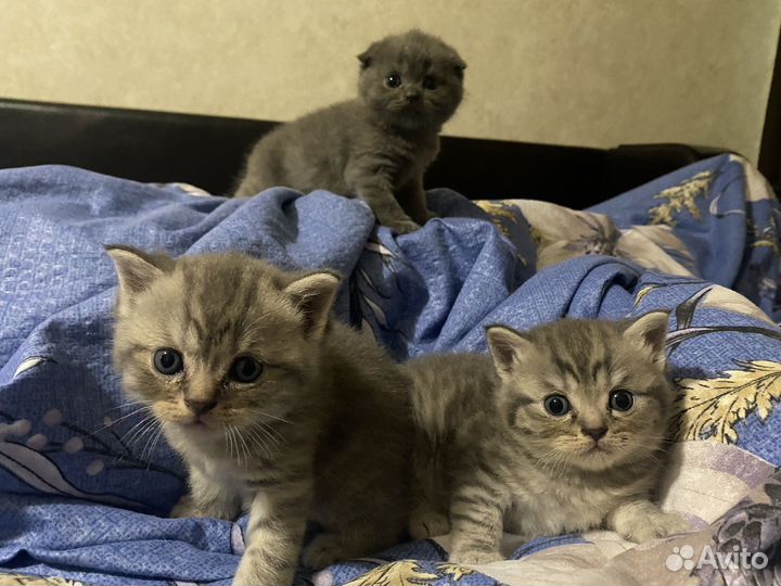 Британская вислоухая кошечка