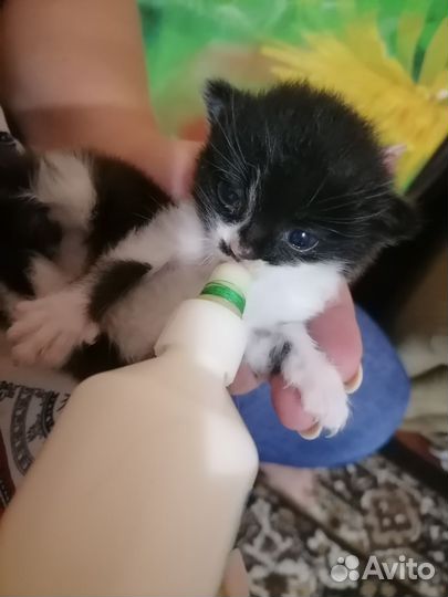 Кошка в дар