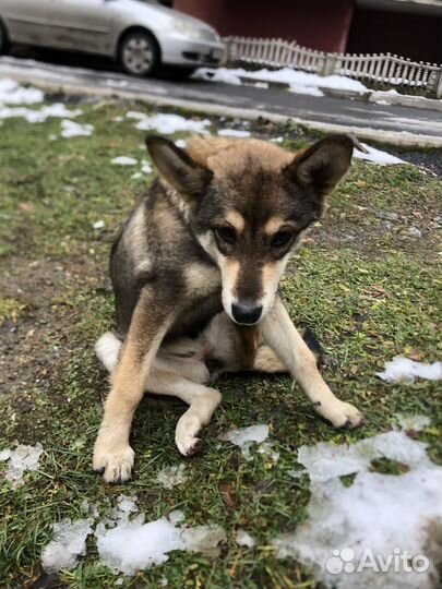 Собака в добрые руки