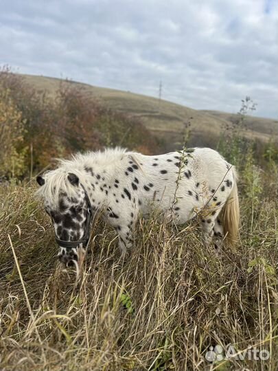 Пони жеребец