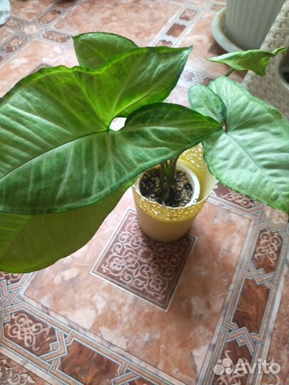 Сингониум, алоэ