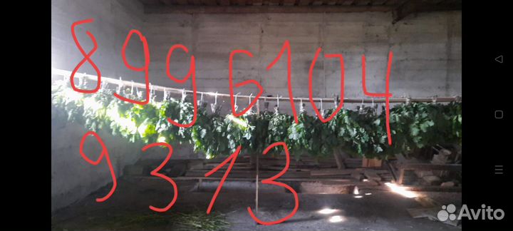 Дубовые веники для бани