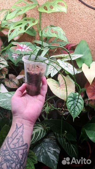 Церопегия вуда и линеарис черенки