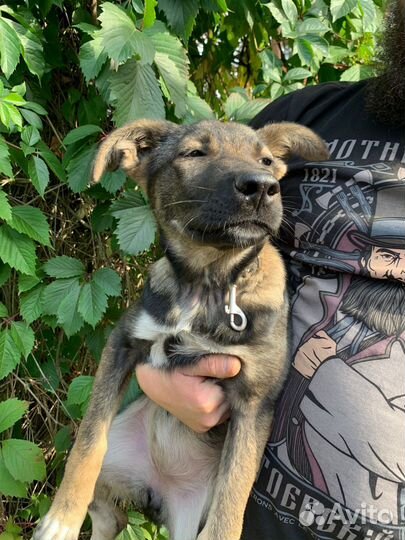 Щенуля в добрые руки