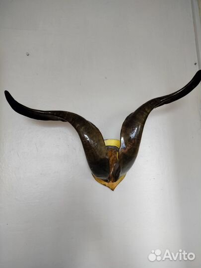 Рога оленя