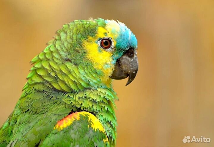 Амазон синелобый