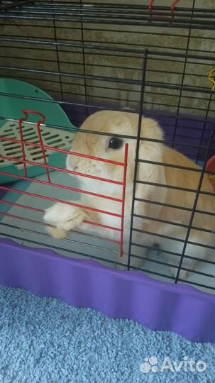 Декоративные кролики вислоухие