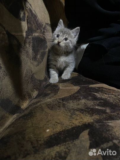 Игривый котенок