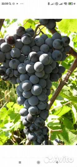 Виноград на вино
