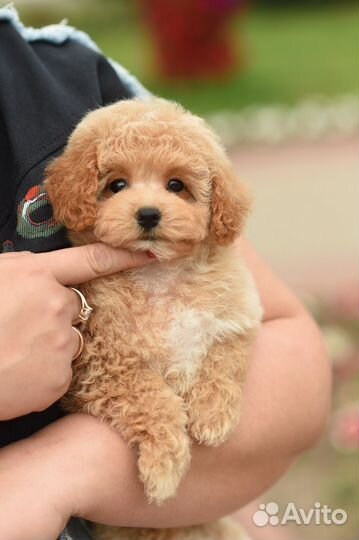 Мальтипу девочка