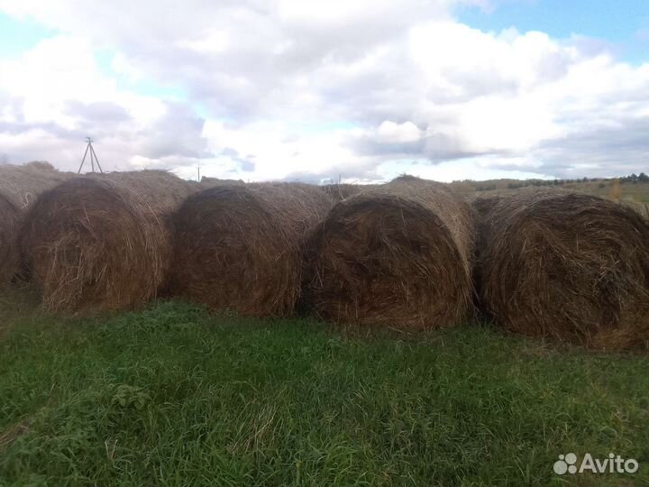 Сено в тюках