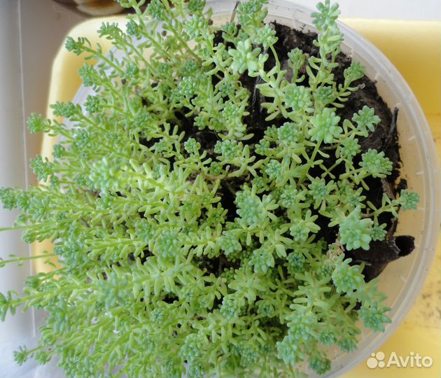 Продам почвокровные с зкс