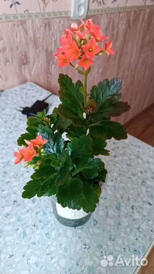Каланхоэ,хойя, толстянка