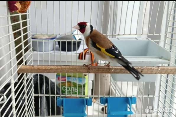 Птица щегол