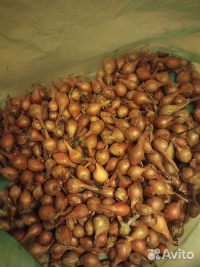 Лук севок домашний