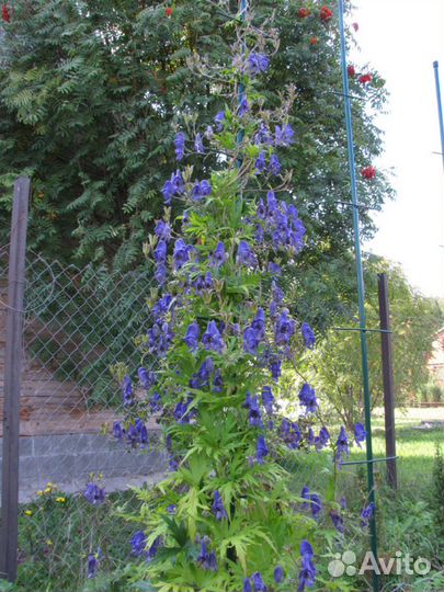 Цветы для сада