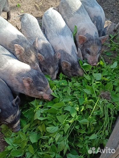 Вьетнамские поросята