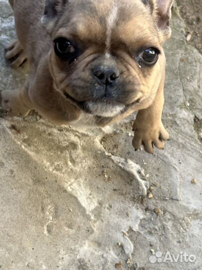 Французский бульдог щенок