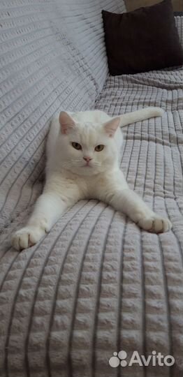 Кот