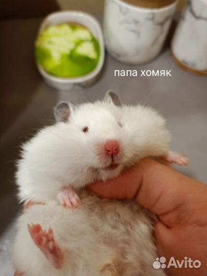 Сирийский хомяк белый малыши