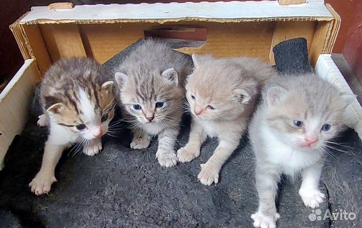 Кошка в дар