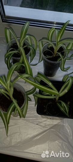 Хлорофитум кудрявый