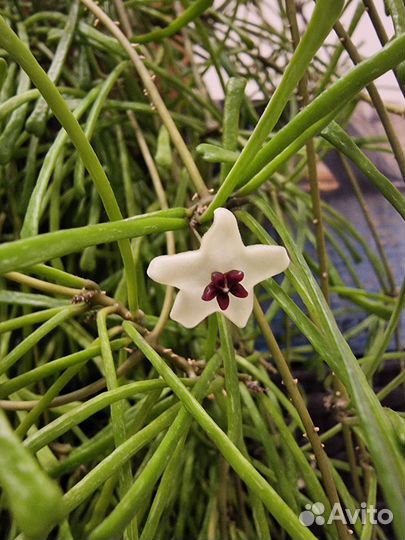 Хойя ретуса