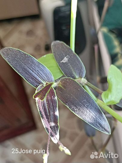 Традесканция зебрина