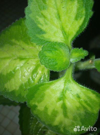 1плектрантус