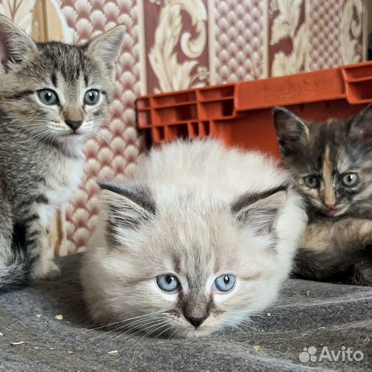 Котята ищут дом