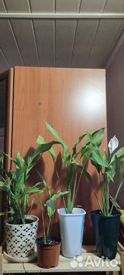 Спатифиллум, Алоказии Блэк вельвет, Стингрей