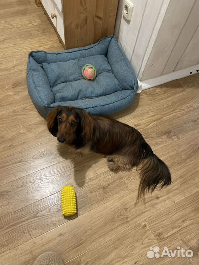 Зооняня: индивидуальная передержка собак