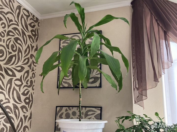 Драцена душистая, Хлорофитум, Дримиопсис