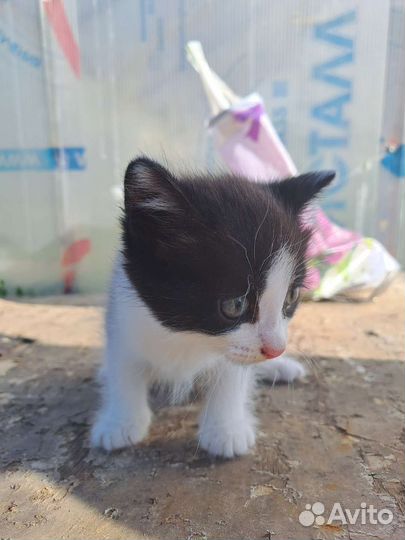 Котёнок в дар