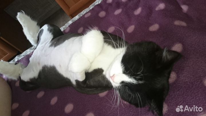 Стрижка кошек и котов